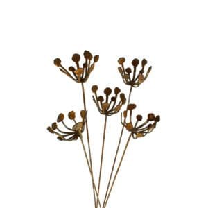 dried brown floral seed heads on stems